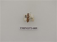 藏品(高砂白天牛)的圖片